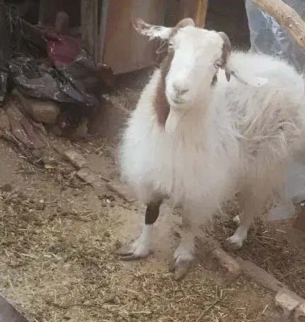 یک راس بز جوان مناسب برا کشت و داشت|حیوانات مزرعه|کرمان, |دیوار