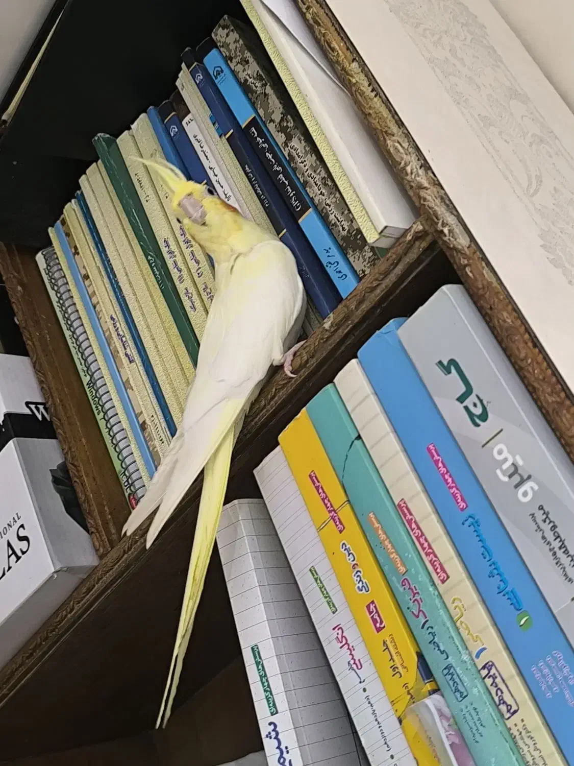 عروس پاریس هلندی ماده|پرنده|باوی, |دیوار