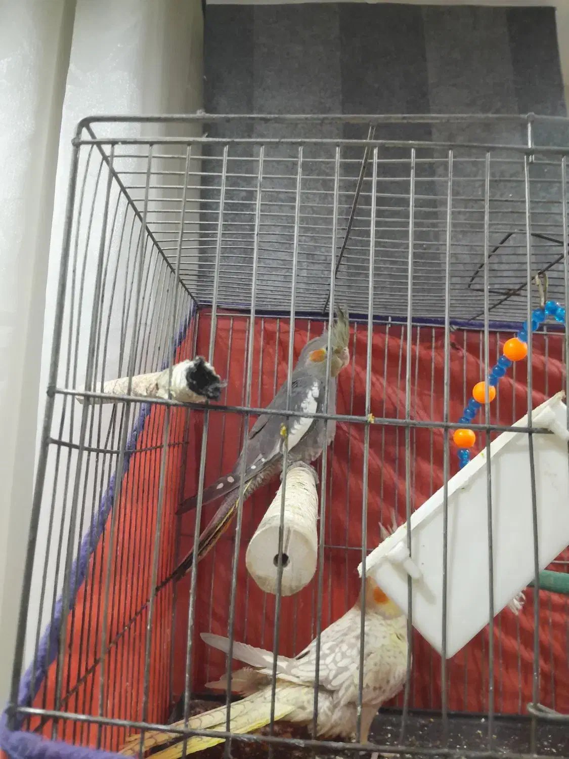 عروس هلندی گل باقالی|پرنده|همدان, |دیوار