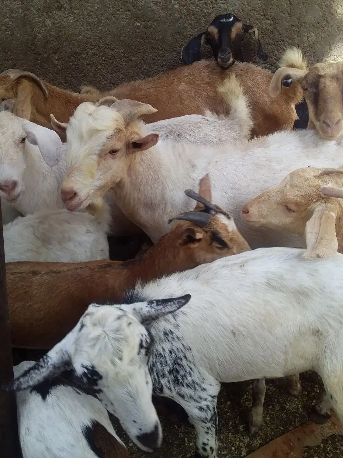 کهر|حیوانات مزرعه|کیش, |دیوار