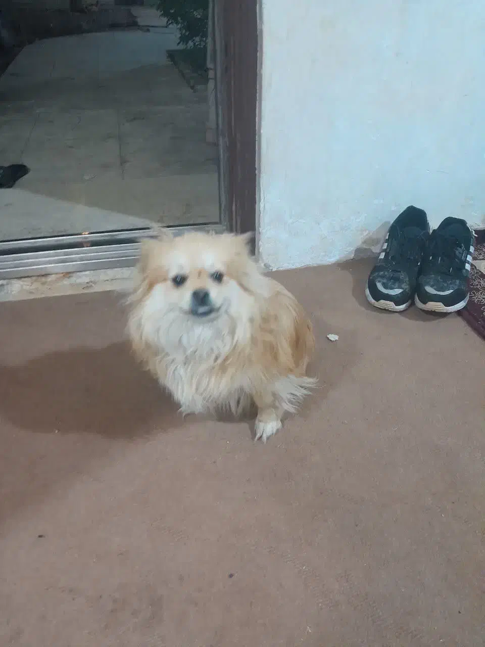 سگ‌ پامرانیان|سگ|سلفچگان, |دیوار