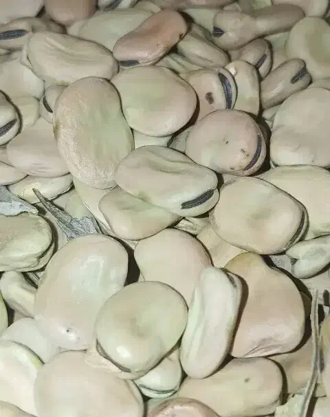 باقله|خوردنی و آشامیدنی|نوبندگان, |دیوار