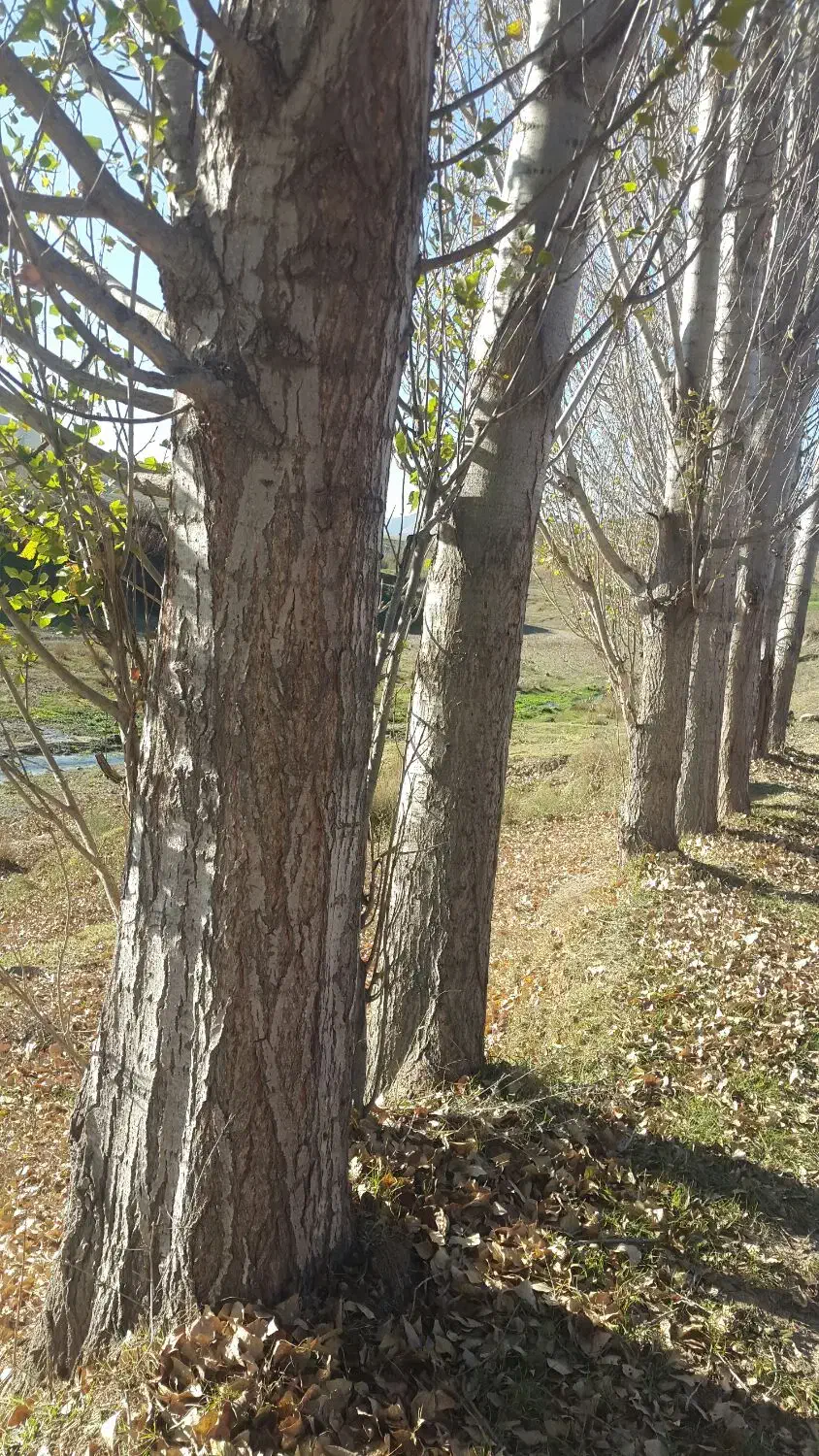 فروش صنوبر ۱۰تن به سفارش مشتری برش میزنیم|خدمات باغبانی و درختکاری|تهران, قصر فیروزه ۱|دیوار