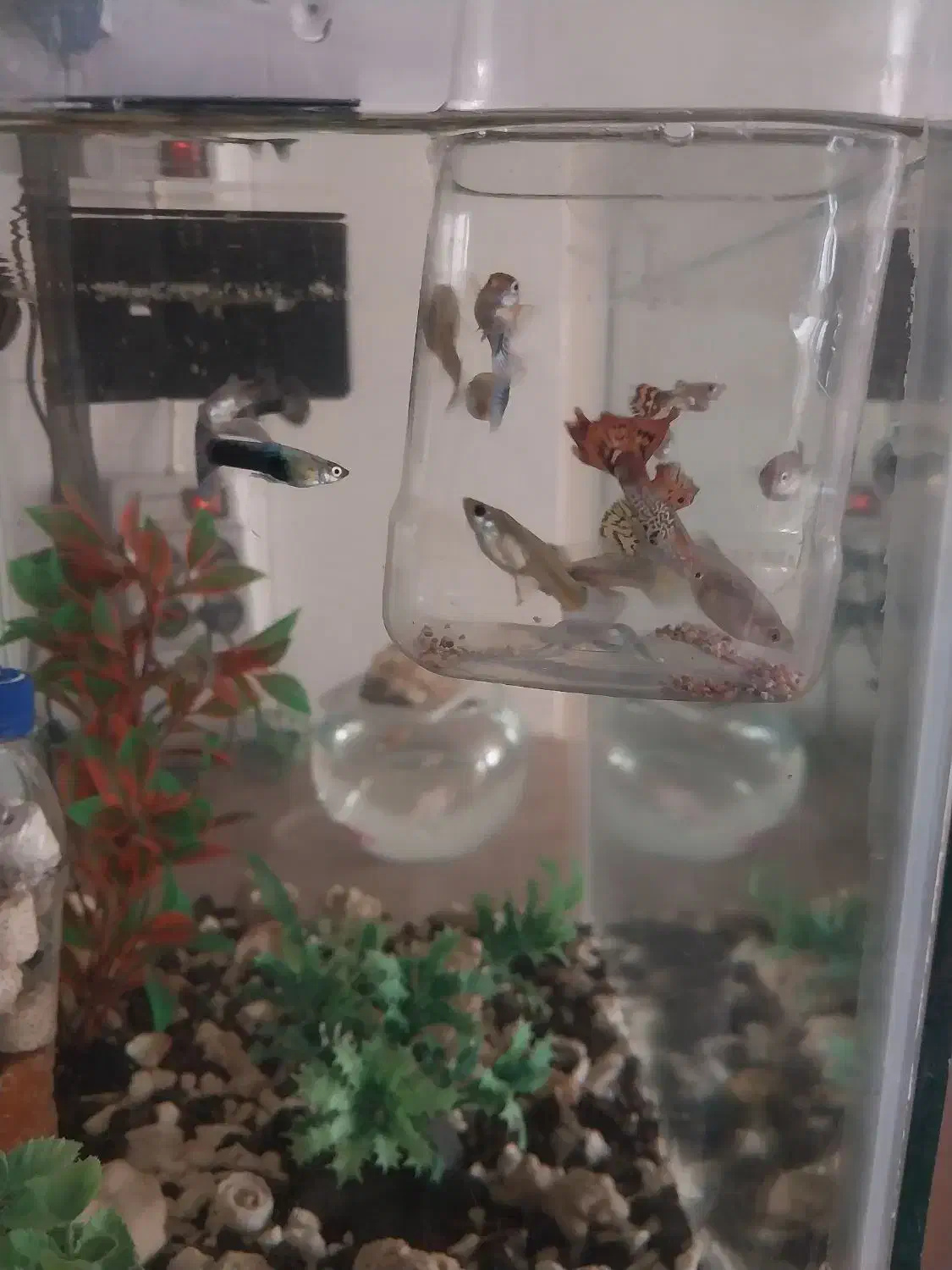 گوپی|ماهی|مشهد, کارگران|دیوار