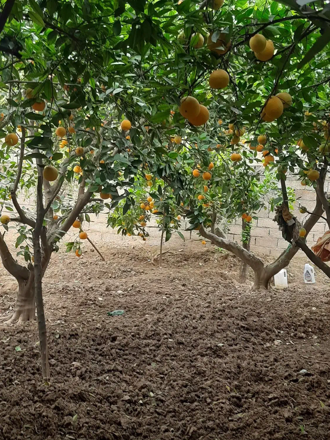 فروش پرتغال تامسون|خدمات باغبانی و درختکاری|سورک, |دیوار