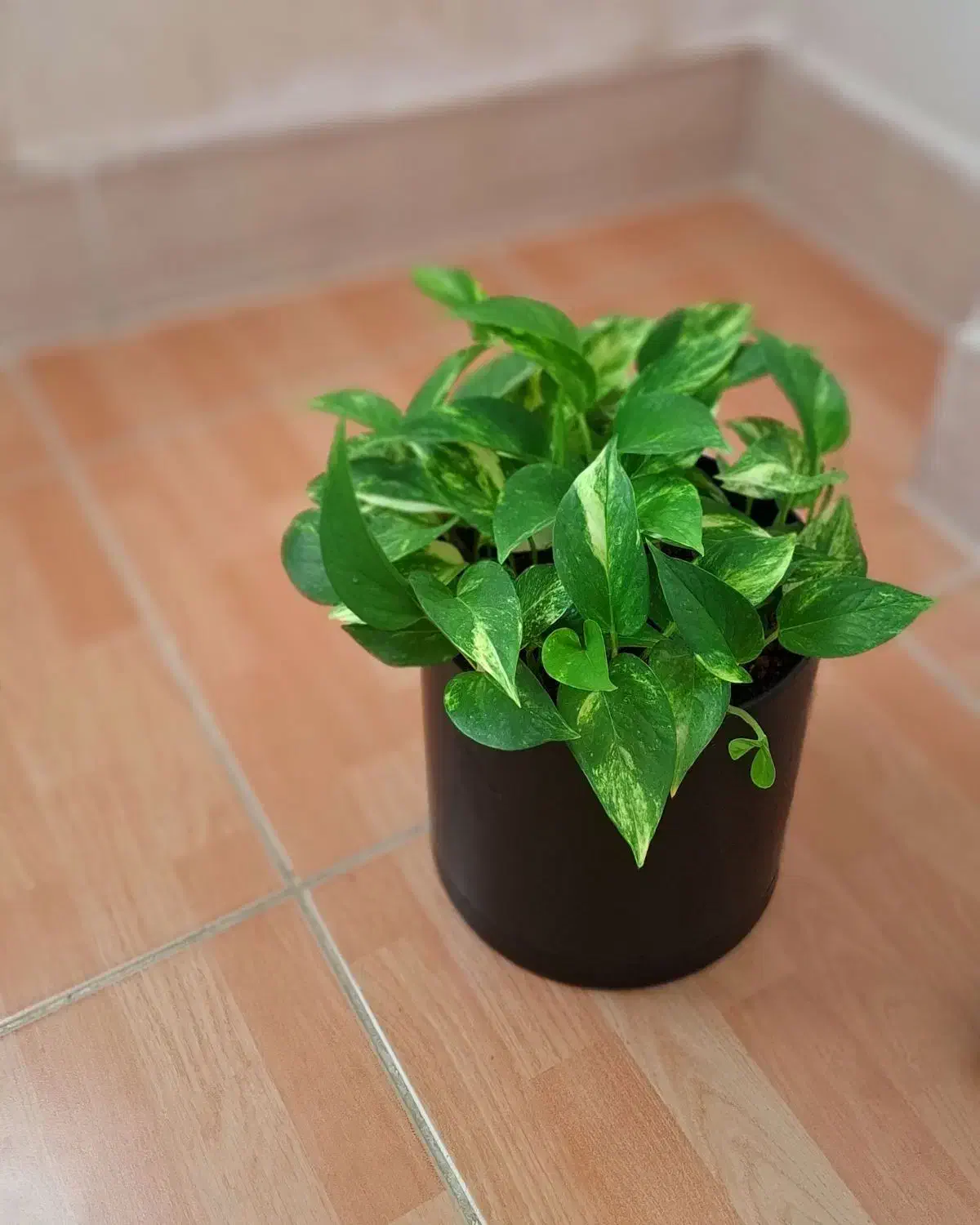 پتوس ابلق هدیه ای مناسب برای روز مادر|گل و گیاه طبیعی|شیروان (خراسان), |دیوار