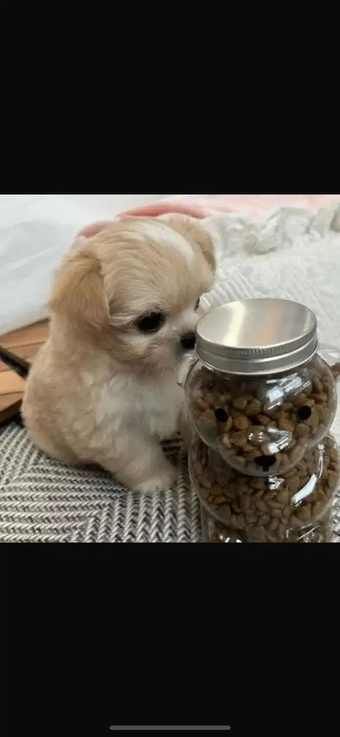 سگ جیبی|سگ|تبریز, |دیوار