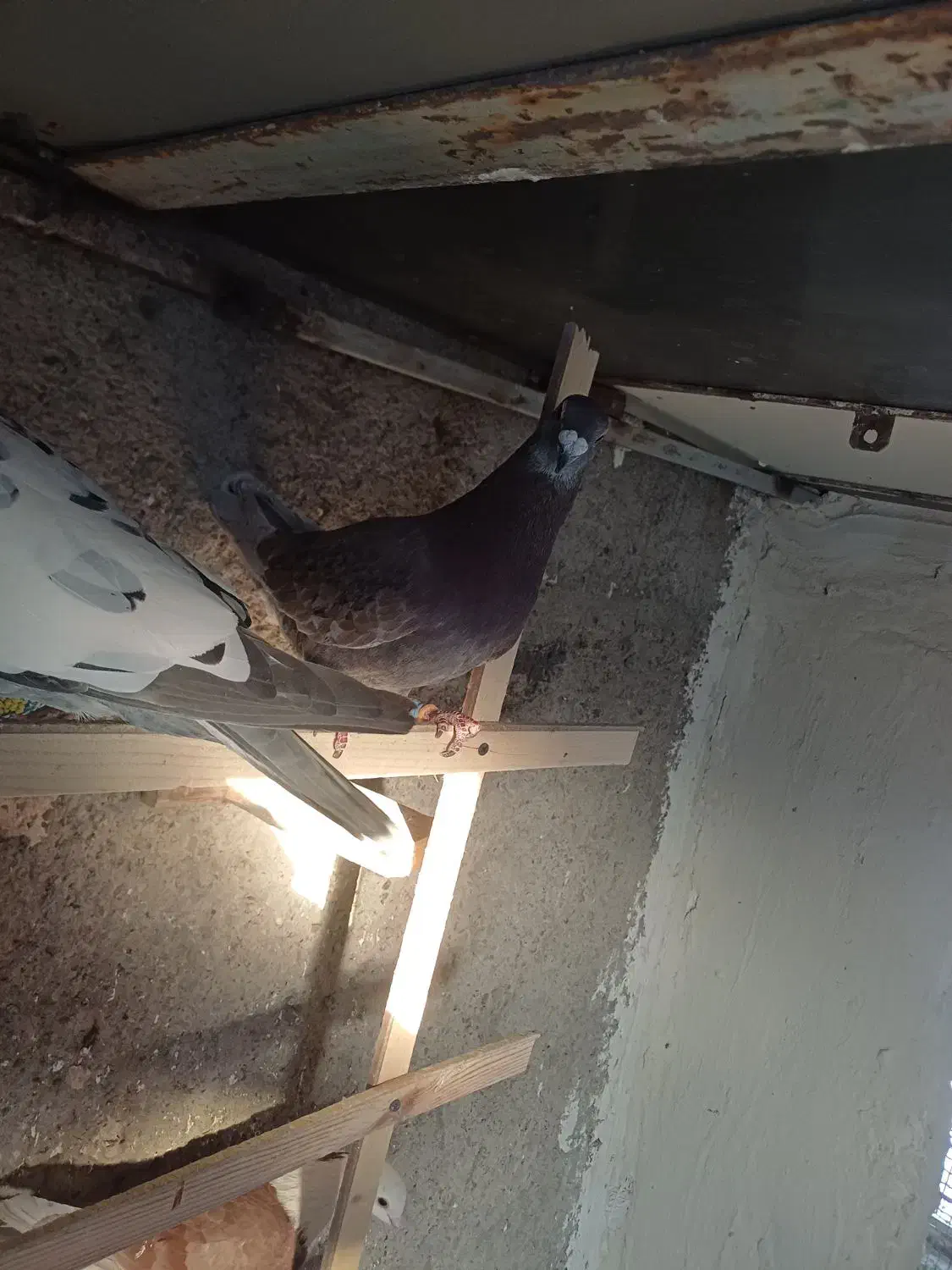 پیازی لک دار|پرنده|الوند, |دیوار