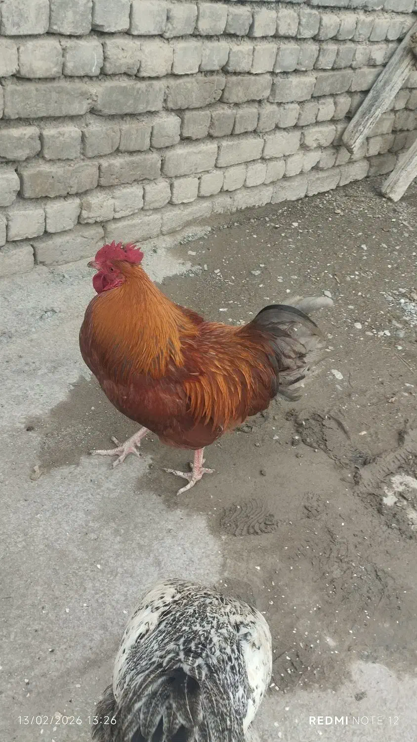 خروس محلی|حیوانات مزرعه|نوشین شهر, |دیوار