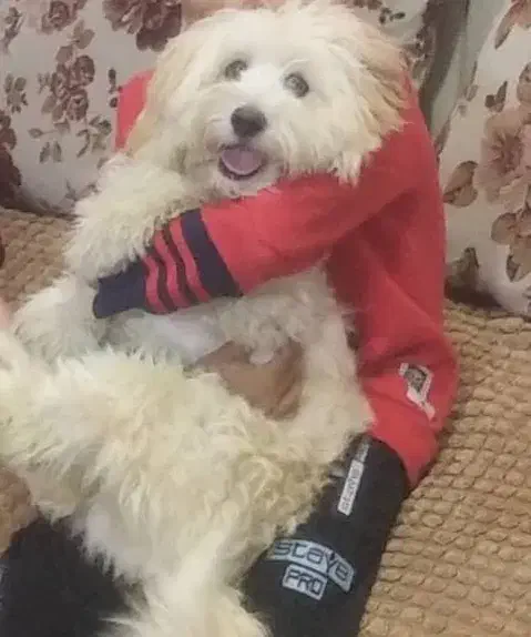 واگذاری سگ شیتزو|سگ|بندر گناوه, |دیوار