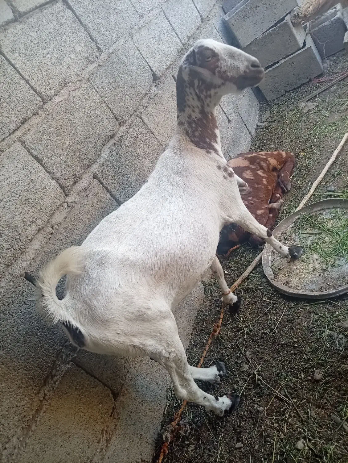 کهره ماده|حیوانات مزرعه|میناب, |دیوار