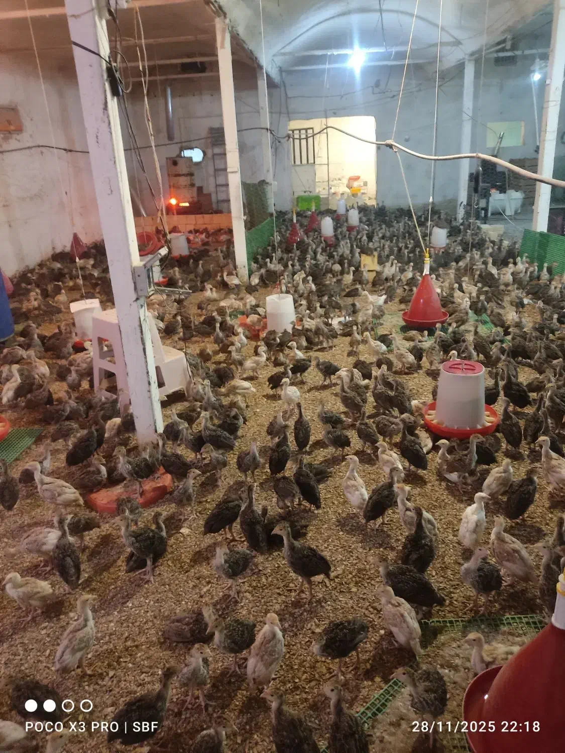 بوقلمون یک ماهه 600گرم|حیوانات مزرعه|شهریار, رزکان|دیوار