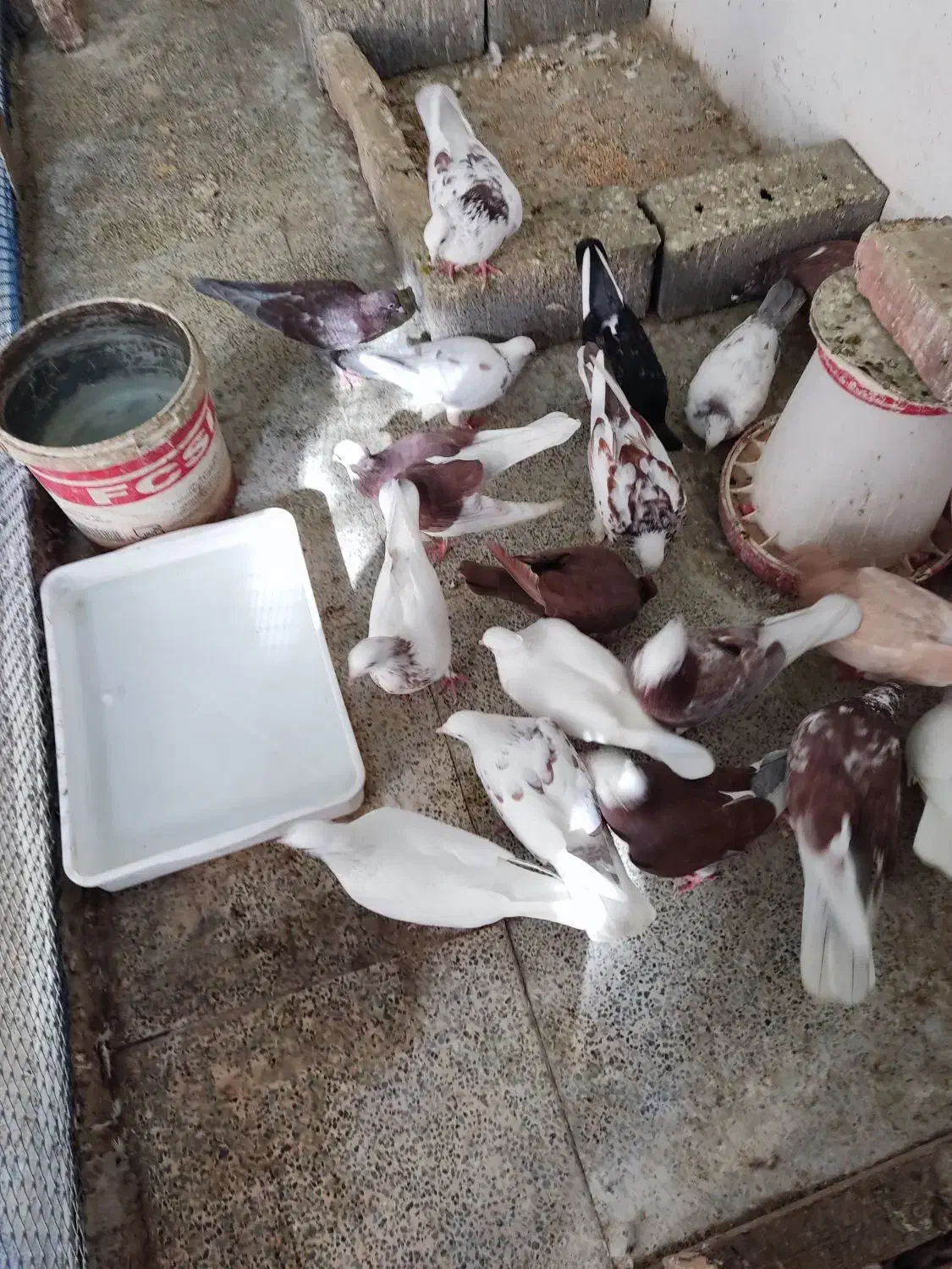 پرنده|پرنده|پردیس, فاز ۴|دیوار