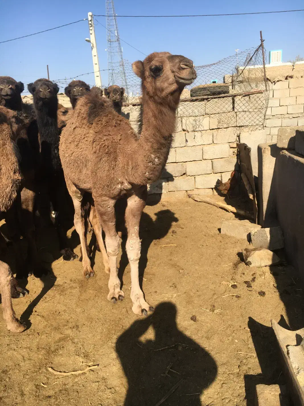 بچه شتر (حاشی)|حیوانات مزرعه|شاهرود, |دیوار