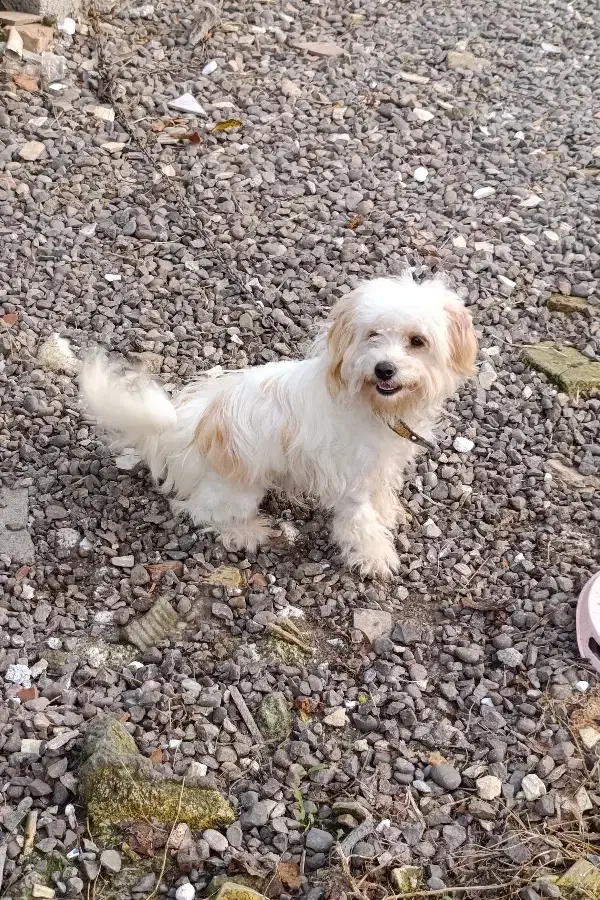 سگ پا کوتاه|سگ|شلمان, |دیوار