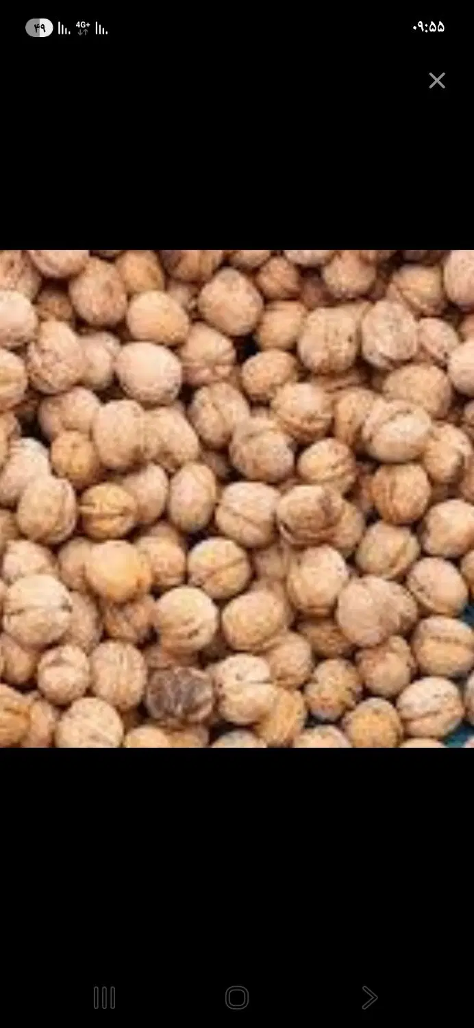 گردو|خوردنی و آشامیدنی|چرام, |دیوار