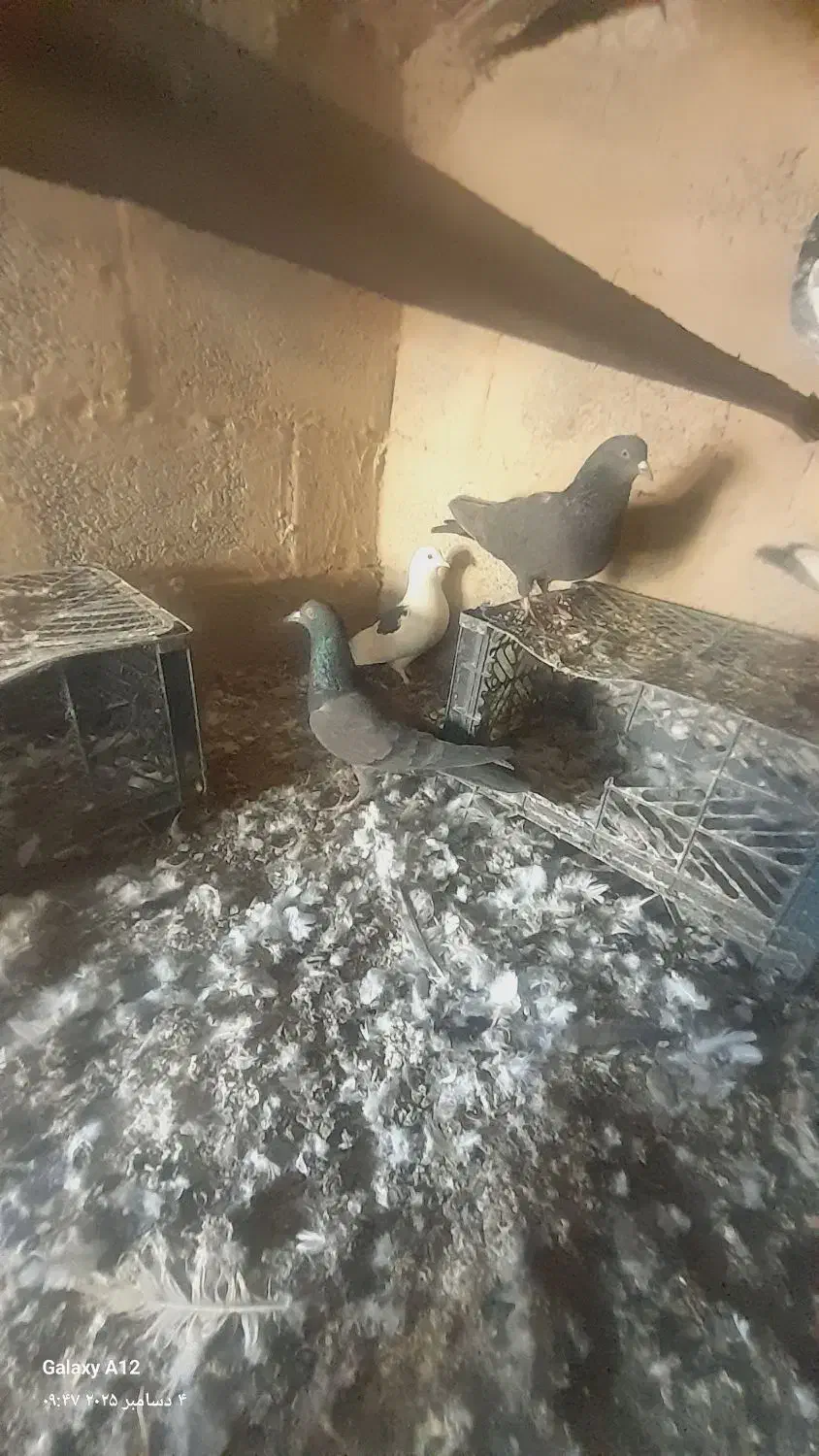 کبوتر ساعتی|پرنده|ایرانشهر, |دیوار