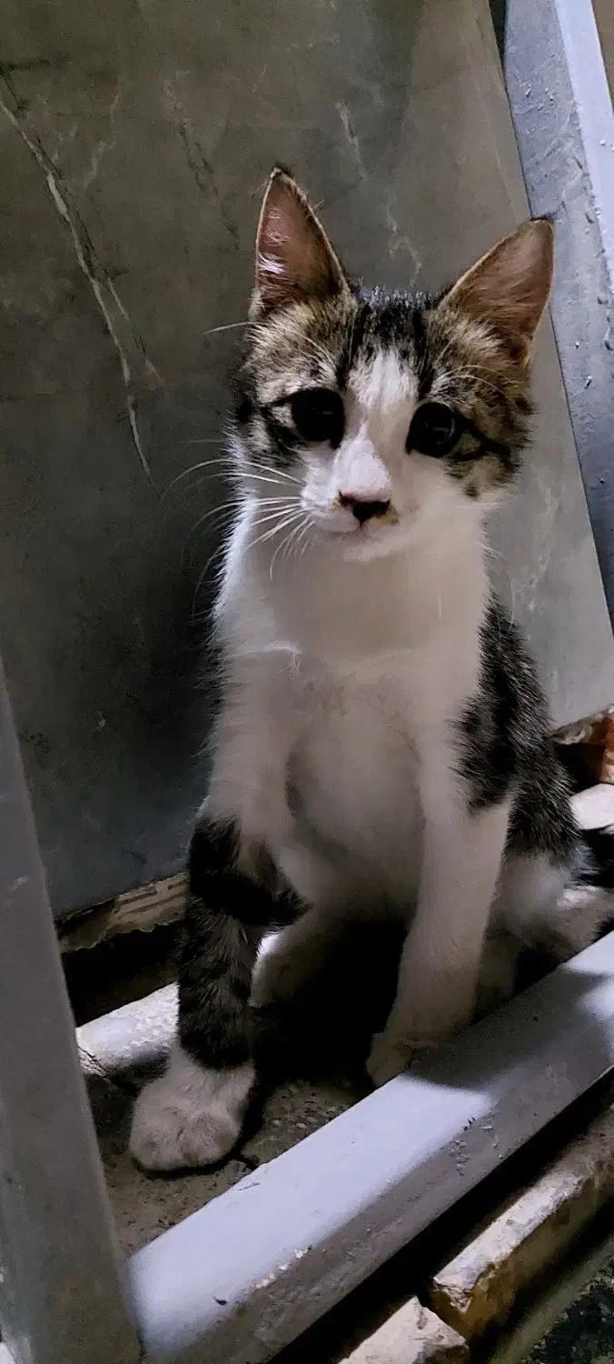 بچه گربه|گربه|مبارکه, |دیوار