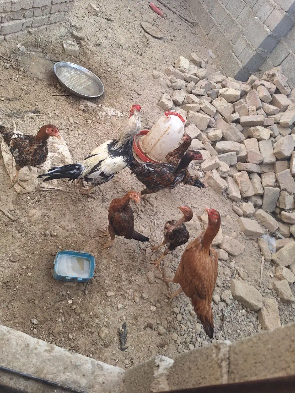 فروش ماکیان و مرغ نسل دار|حیوانات مزرعه|سراوان, |دیوار