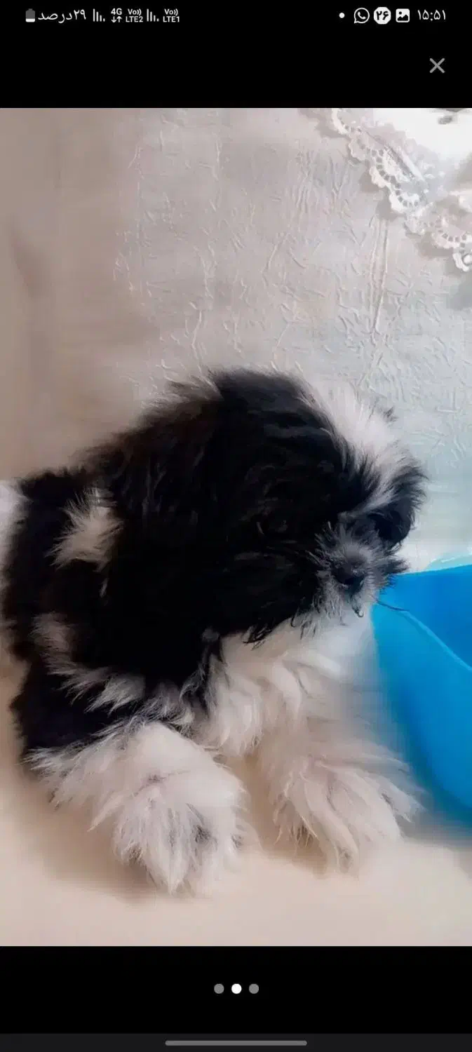 سگ شینزواصیل|سگ|مشهد, قائم|دیوار