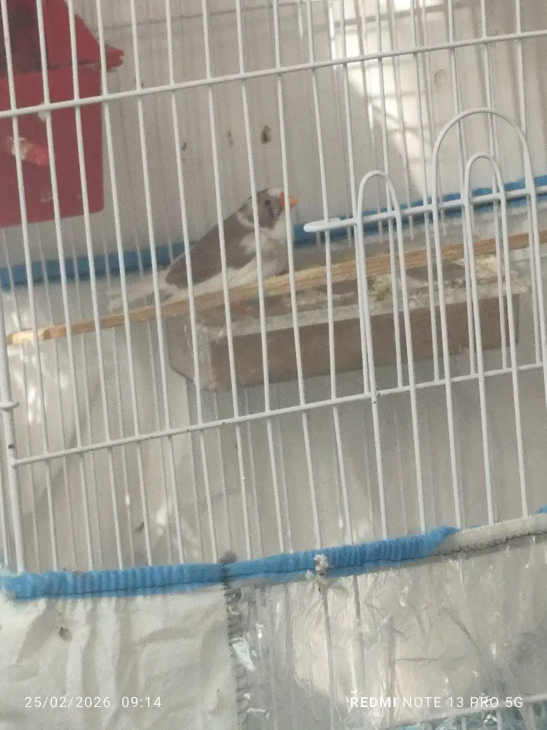 فنچ ماده|پرنده|کوار, |دیوار