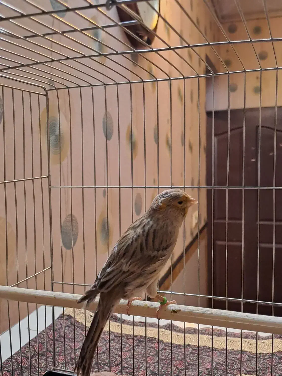 قناری|پرنده|کرمان, |دیوار