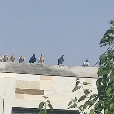 کبوتر پرشی|پرنده|چناران, |دیوار