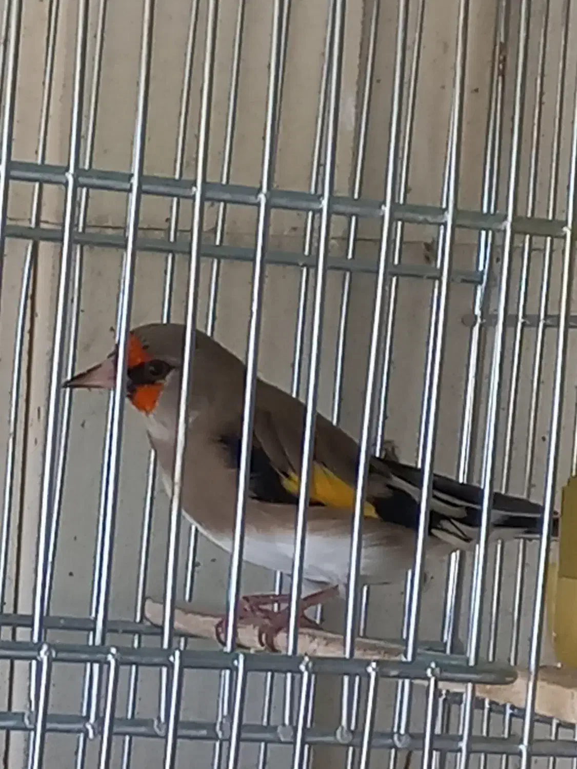 سهره نرشلاقی و شلوسفت|پرنده|برخوار, |دیوار