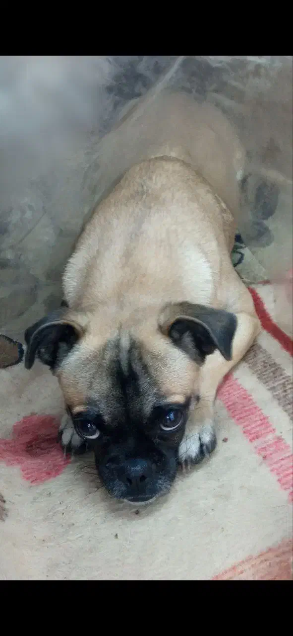 سگ خانگی بولداگ فرانسوی|سگ|سنندج, |دیوار