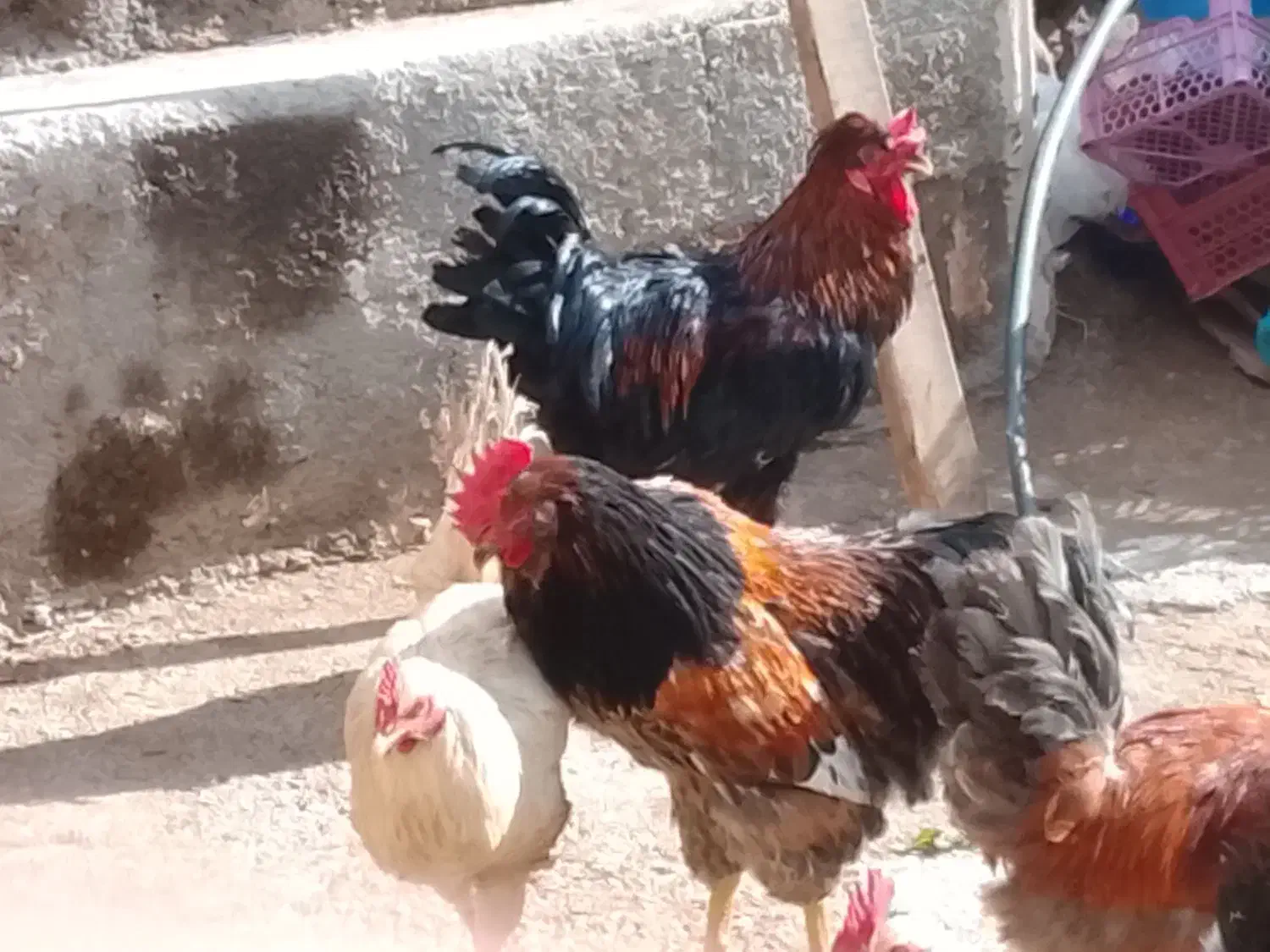 خروس|حیوانات مزرعه|نورآباد, |دیوار