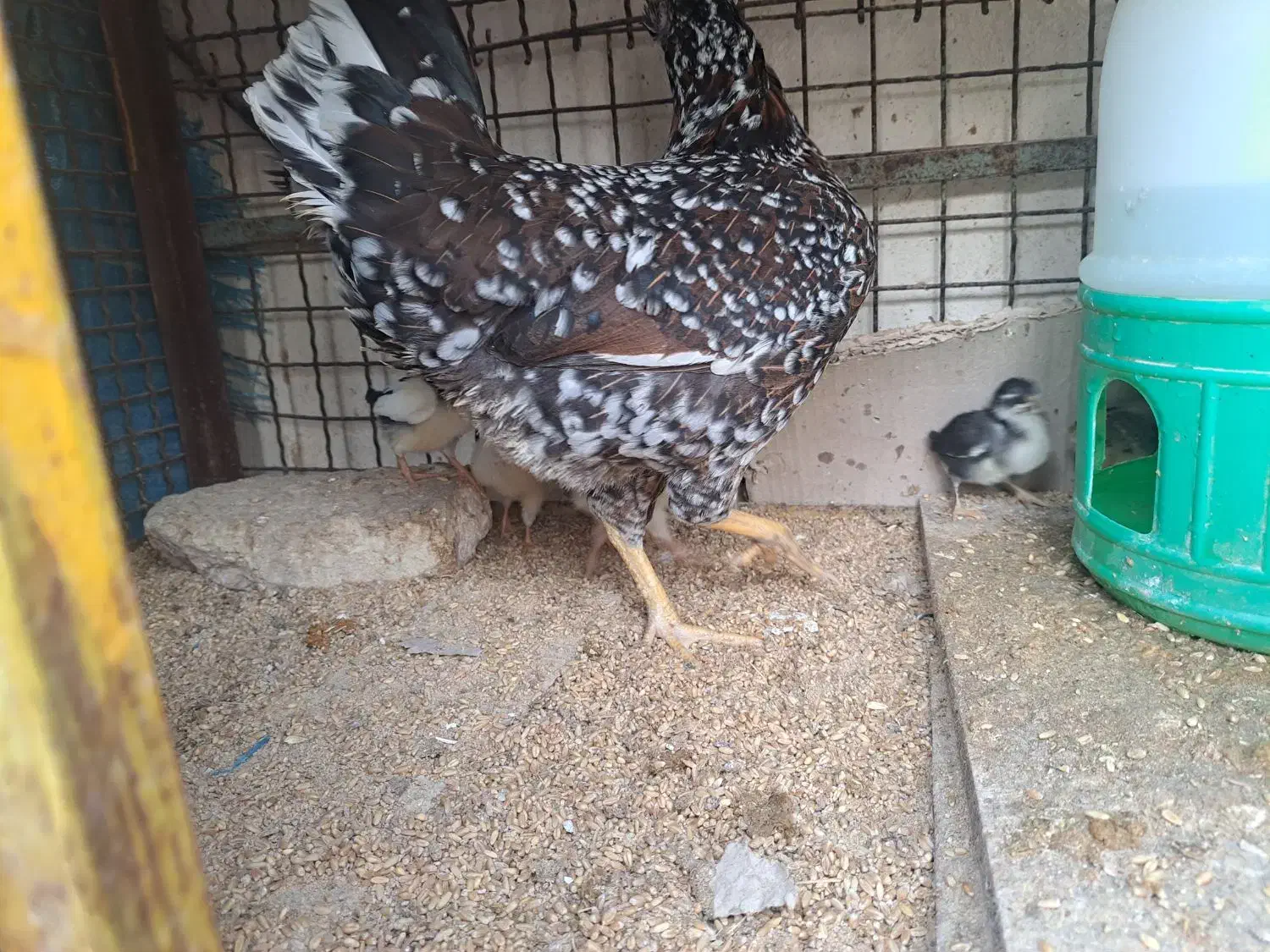 مرغ گلین با جوجه|حیوانات مزرعه|پاکدشت, پاکدشت (مامازند)|دیوار