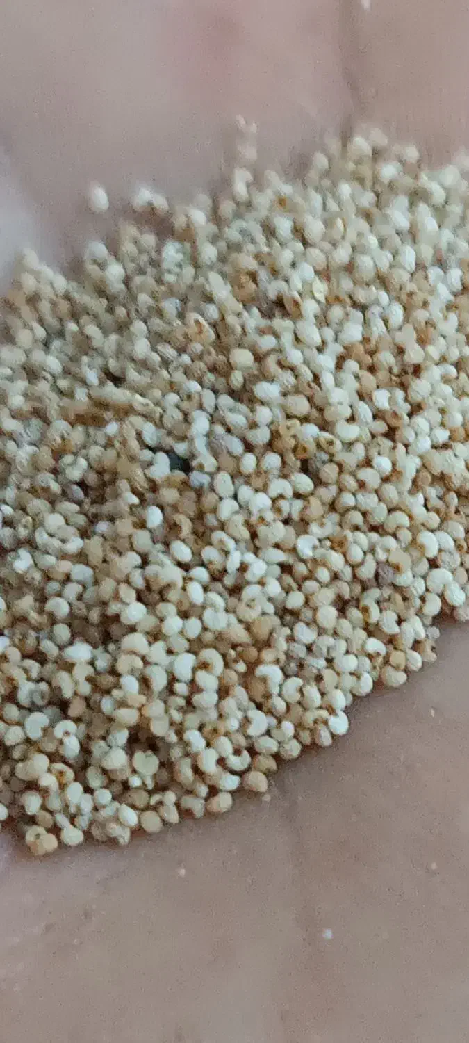 بذر (توم)|عمدهفروشی|کرمانشاه, |دیوار