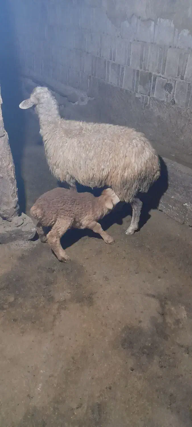 ۲عدد گوسفند بره دار دامازدغ|حیوانات مزرعه|مرادلو, |دیوار