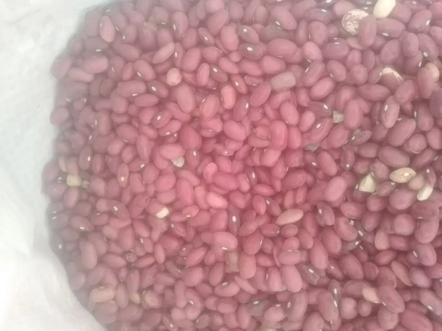 لوبیا قرمز  در دشت ارژن|خوردنی و آشامیدنی|شیراز, سجادیه|دیوار