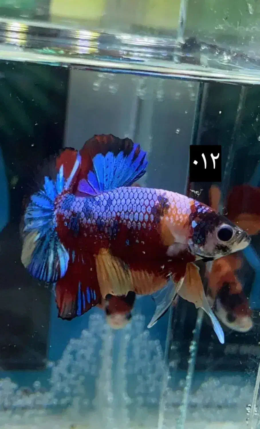 ماهی فایتر|ماهی|نسیم‌شهر, |دیوار