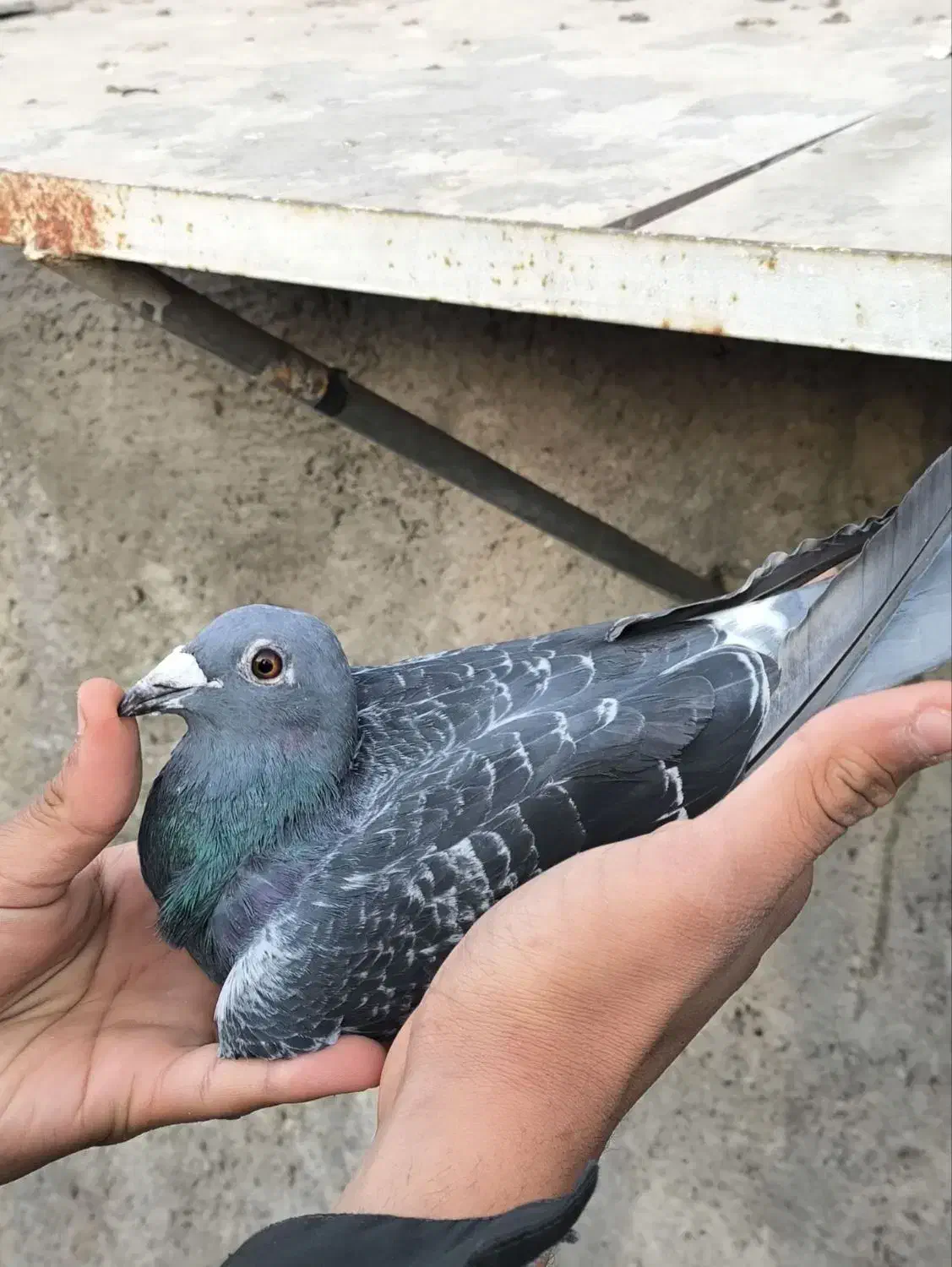 جفت المانی کار داده|پرنده|مشهد, انقلاب|دیوار