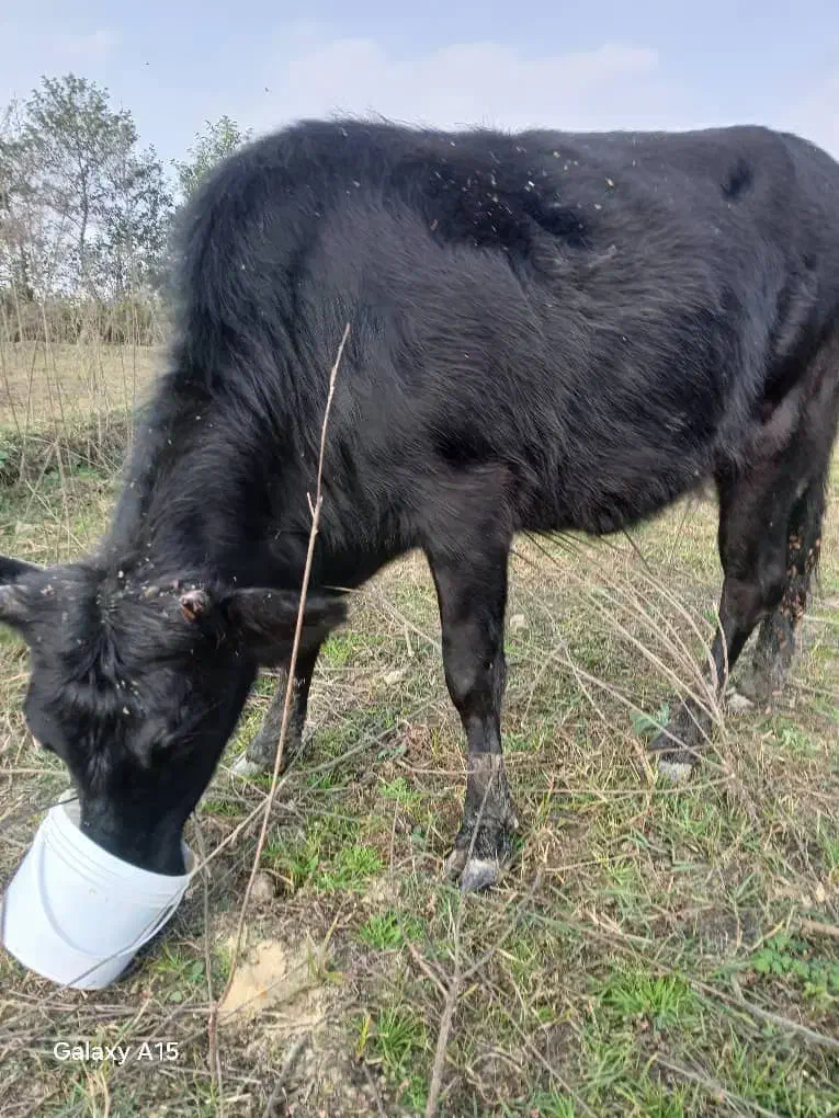 یک گاو محلی سیاه با شاخ شکسته،در مناطق دزدک گمشده|حیوانات|فومن, |دیوار