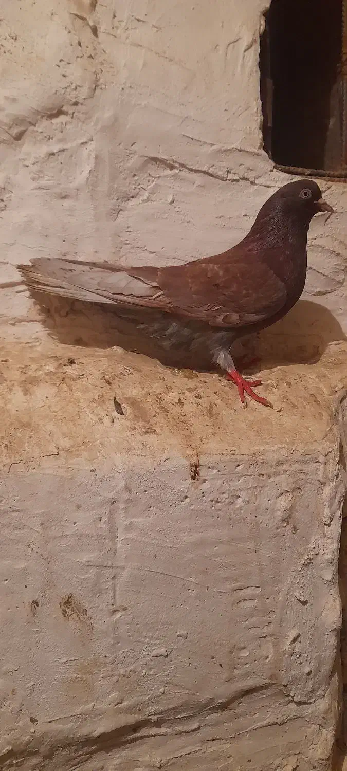 کبوتر|پرنده|خان ببین, |دیوار