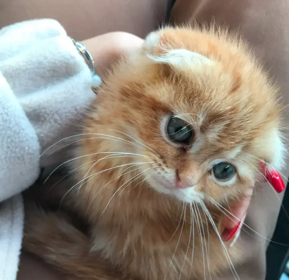 گربه اسکاتیش|گربه|لاهیجان, کوی خزر|دیوار