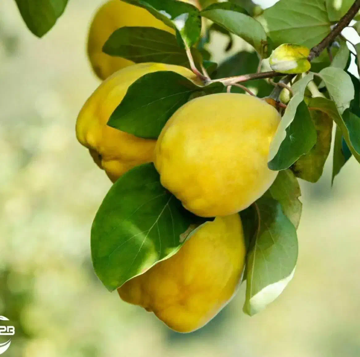 شروع پیشفروش نهال به شاهرودی شناسه دار|خدمات باغبانی و درختکاری|ماسال, |دیوار