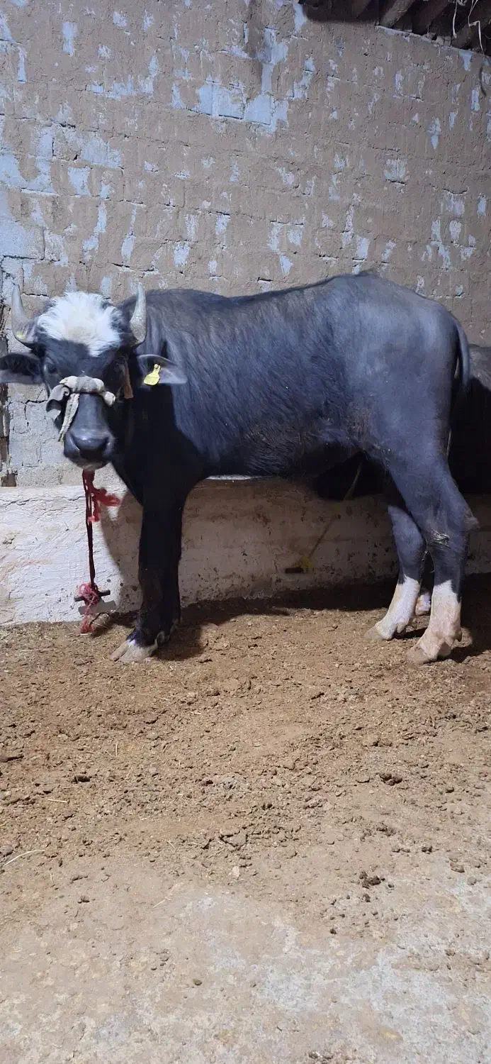 گاومیش نر|حیوانات مزرعه|محمدبار, |دیوار