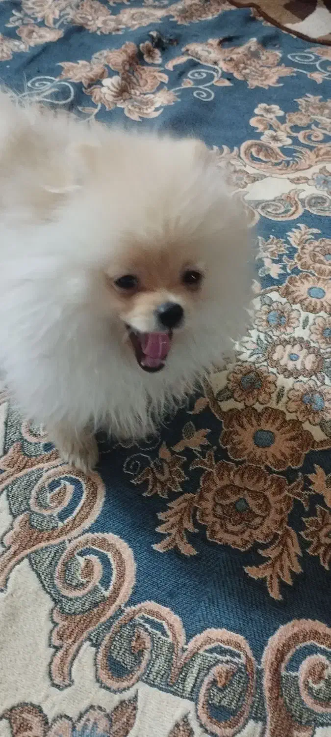 سگ پامر|سگ|نسیم‌شهر, |دیوار