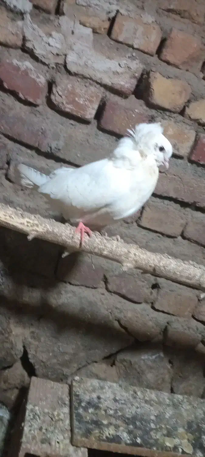 کبوتر|پرنده|مرند, |دیوار