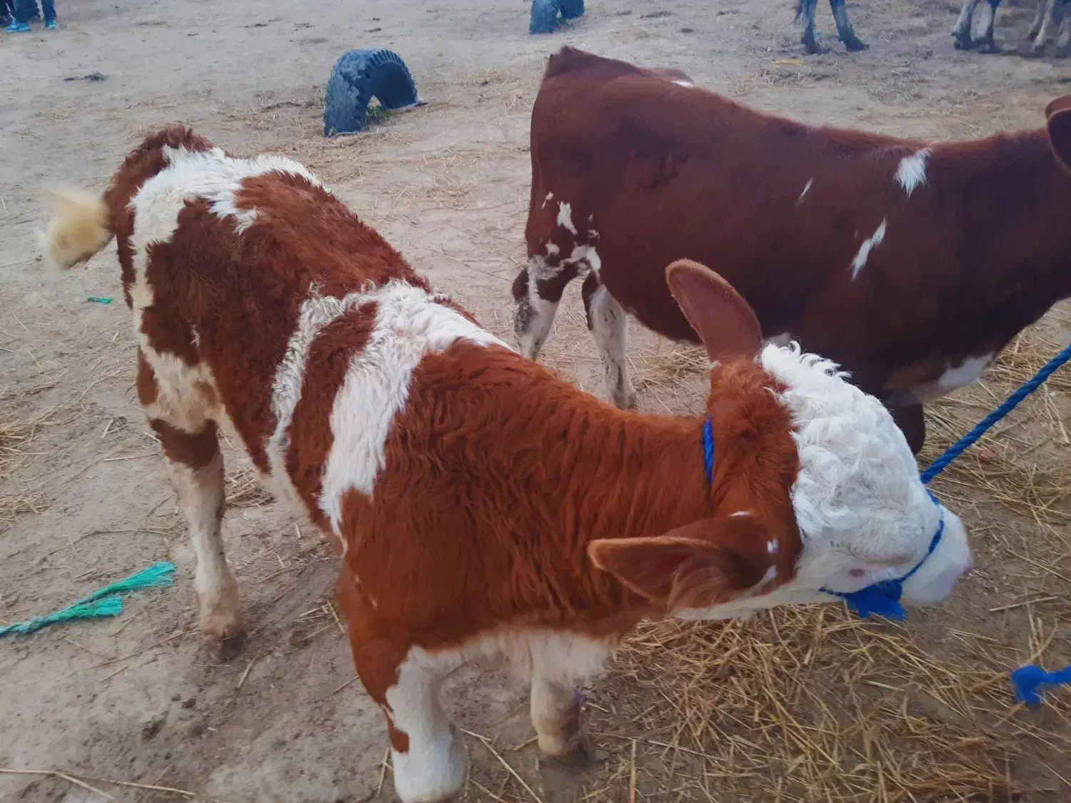 بهترین جنس کشور|حیوانات مزرعه|سیجوال, |دیوار