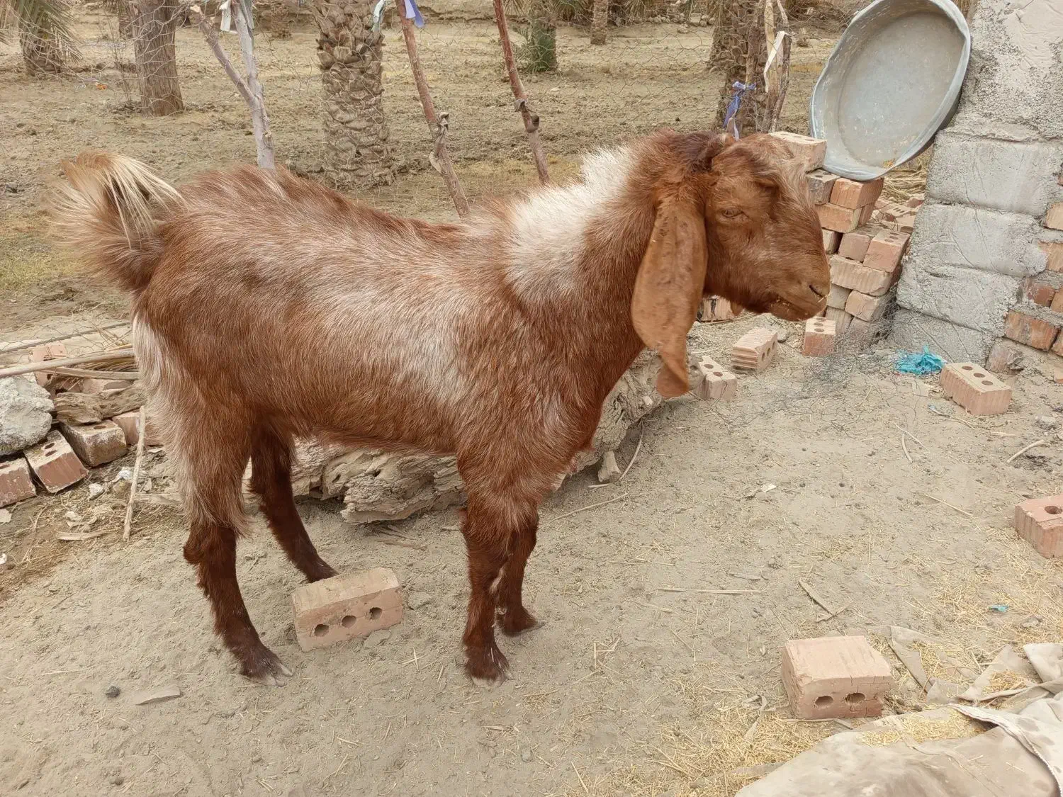 پیشکاباد|حیوانات مزرعه|کلاتان, |دیوار