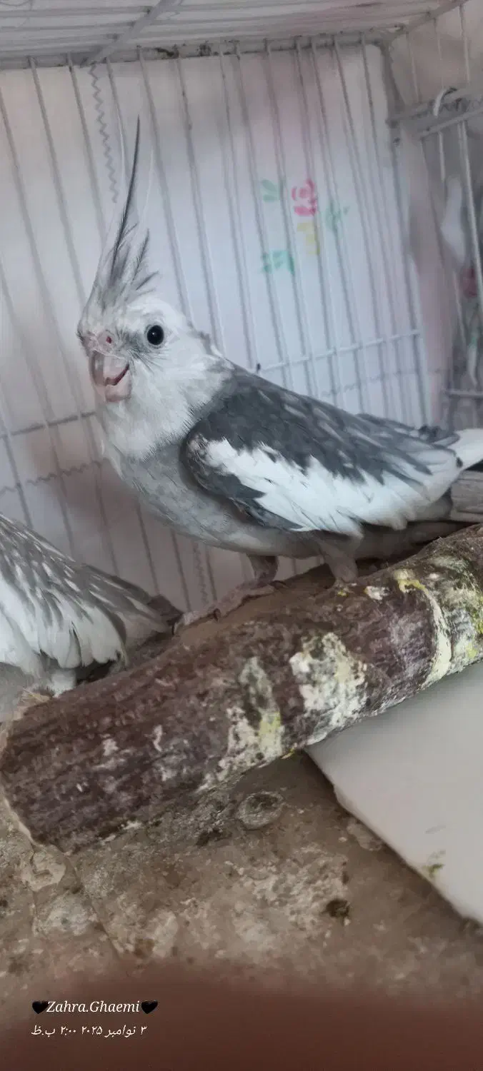 جفت عروس هلندی|پرنده|گرمسار, |دیوار