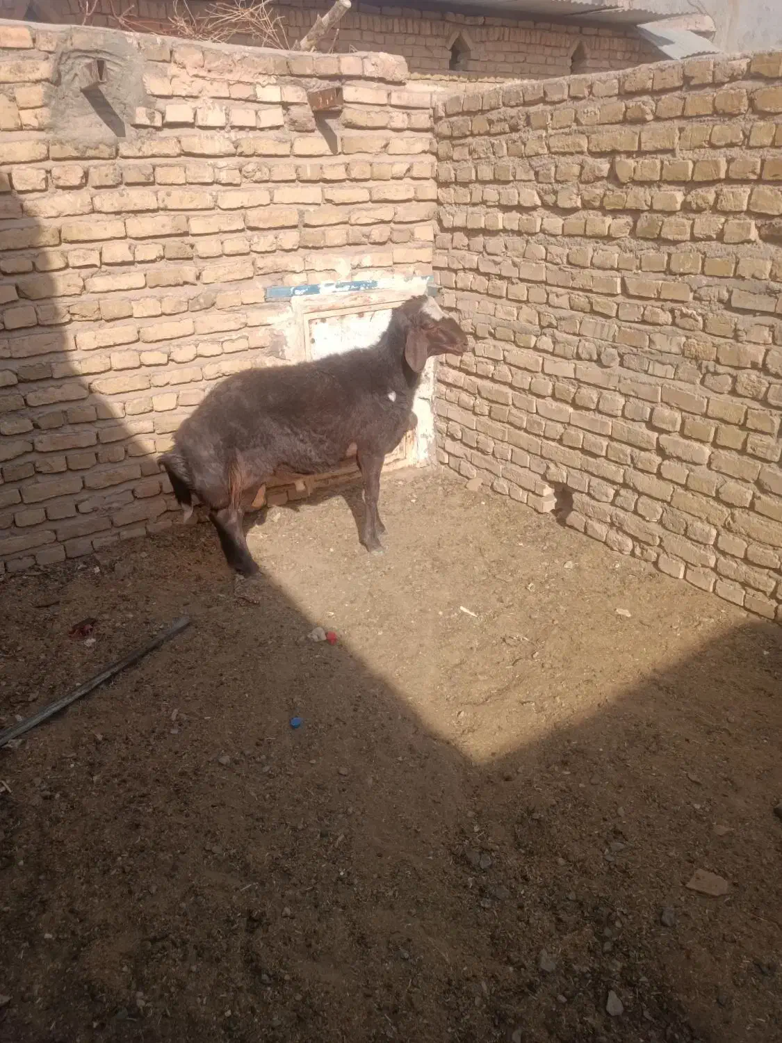 بره قوچی|حیوانات مزرعه|زاوه, |دیوار