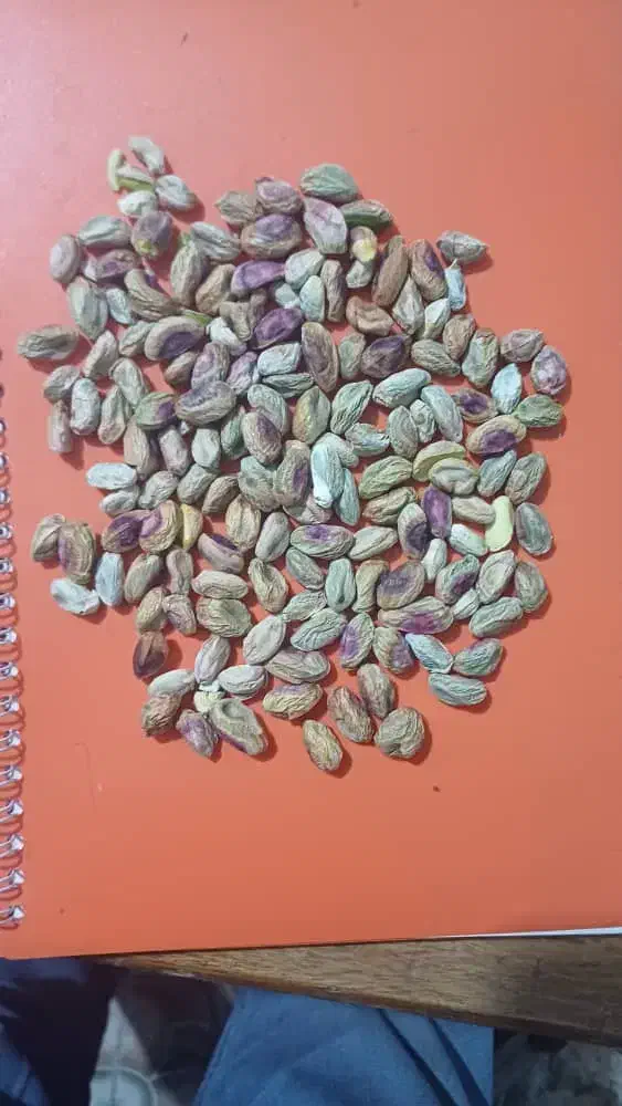 خرید پسته روآبی گو و مغز و نخودو کجو پوت نقدی|خدمات باغبانی و درختکاری|شهر بابک, |دیوار