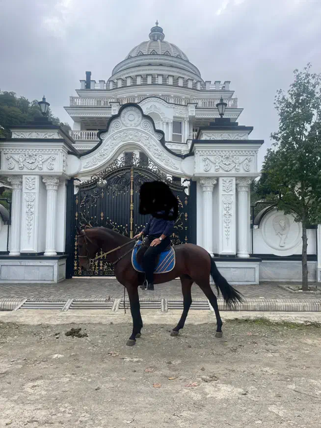 اسب ترکمن|اسب و تجهیزات اسب‌سواری|دامغان, |دیوار