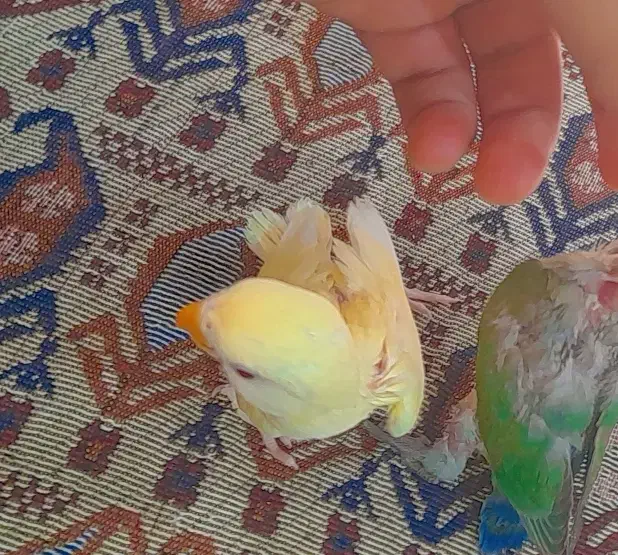 جوجه طوطی برزیلی|پرنده|اهواز, بهارستان|دیوار